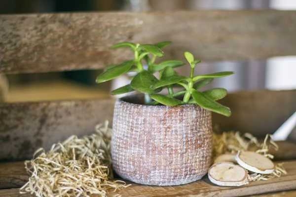 Plant Pots Homebase Plant Pots Homebase