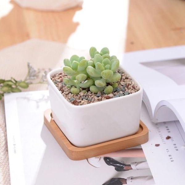 41 Best Plant Pots and Planters for Indoors and Outdoors - Foter