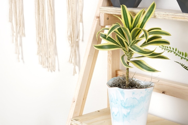 plant stand with a dracaena plant