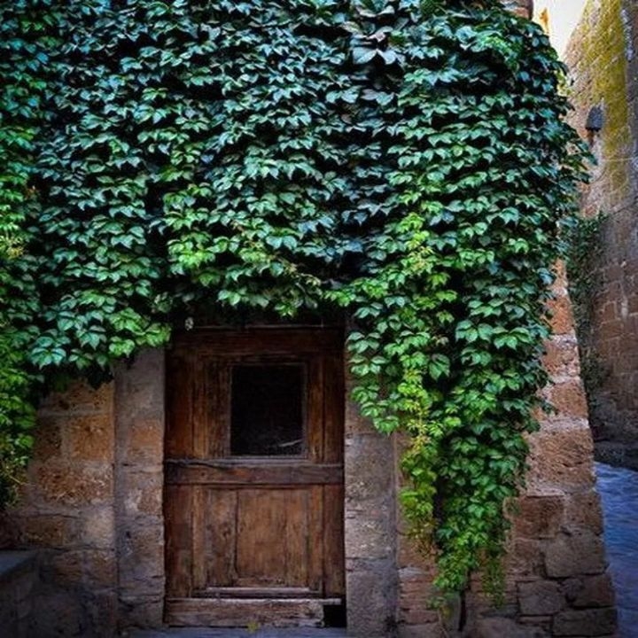 plant wall apartment plant wall apartment