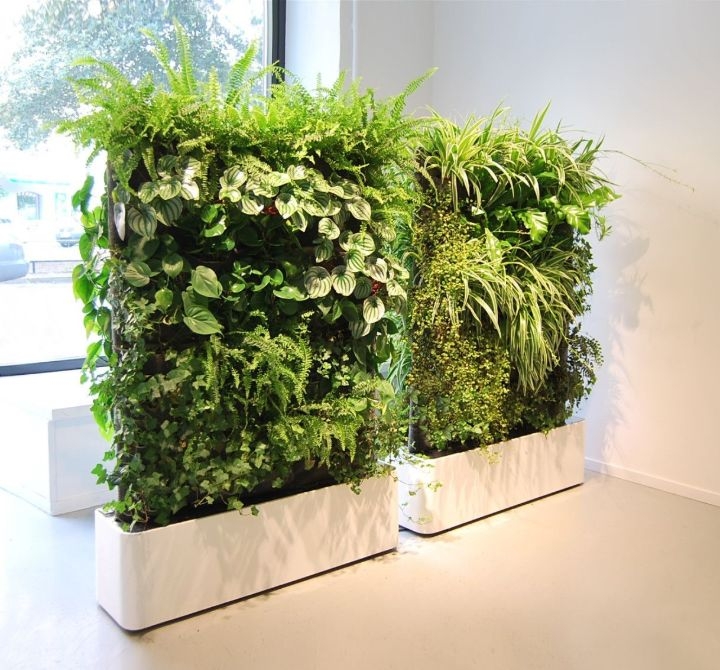 plant wall bunnings plant wall bunnings