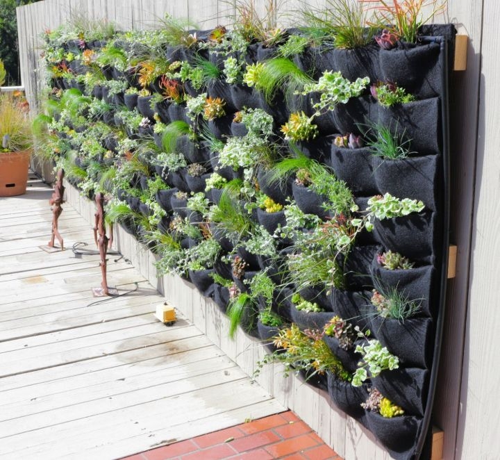 plant wall cell plant wall cell
