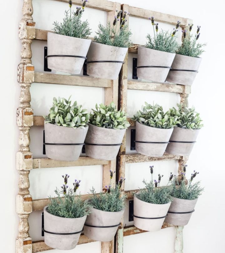 plant wall cell plant wall cell