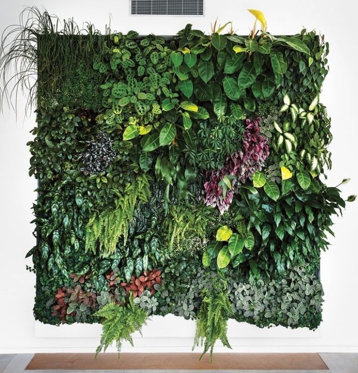 plant wall design plant wall design