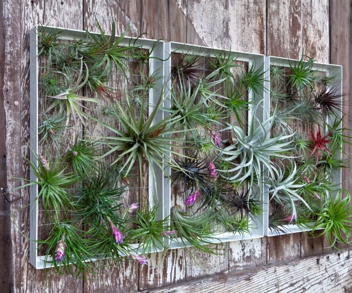 plant wall feature plant wall feature