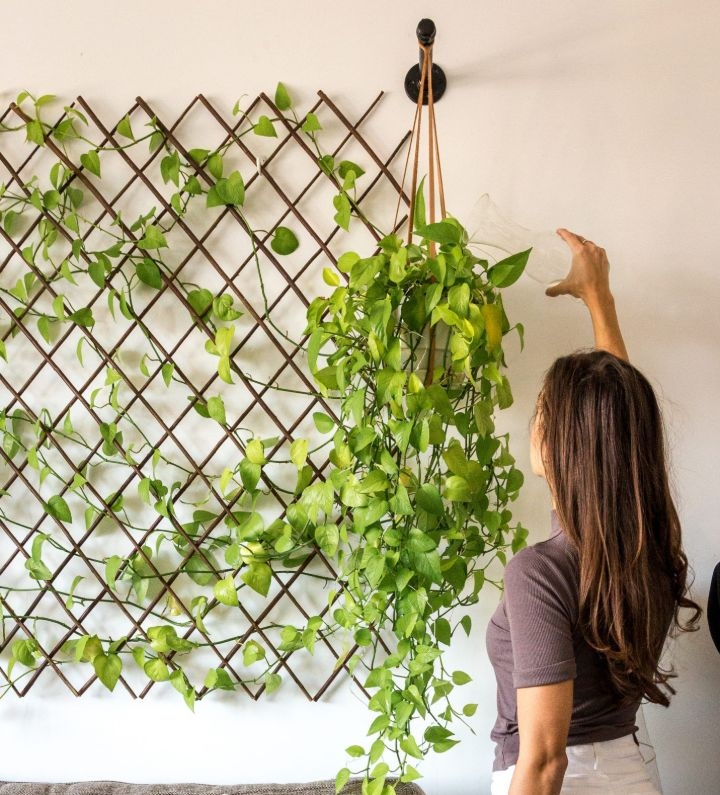 plant wall fence plant wall fence