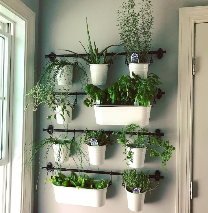 plant wall garden plant wall garden