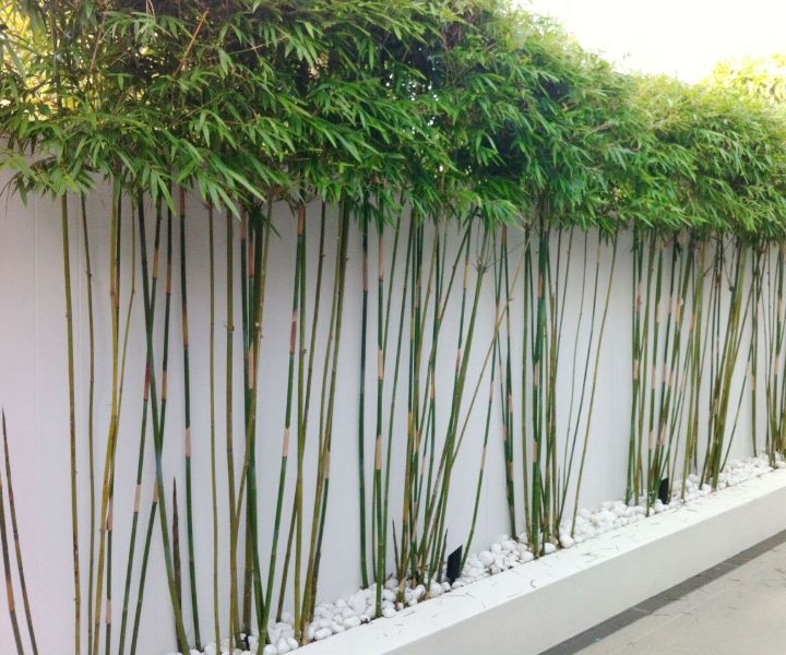 plant wall garden plant wall garden