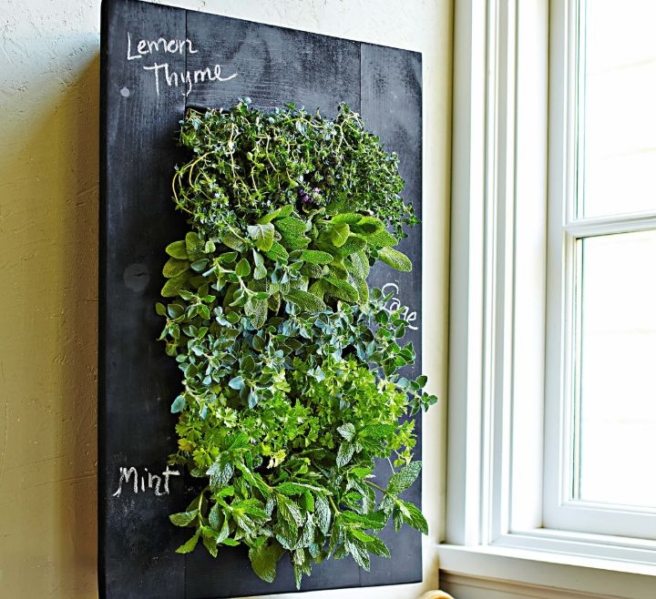 plant wall guide plant wall guide