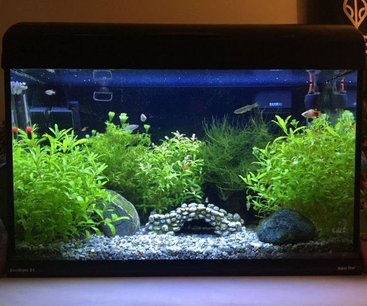 Planted Aquarium 101: Easy DIY Guide to Creating Your Own - PlanteD Aquarium No Fish