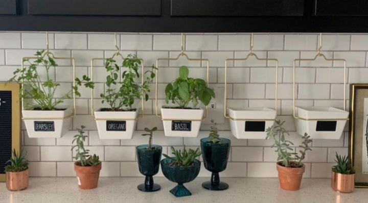 planted wall in the kitchen planted wall in the kitchen