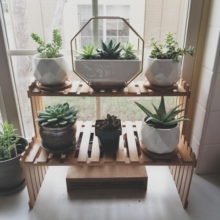 plants absorbing and reflecting sunlight on glass wall plants absorbing and reflecting sunlight on glass wall