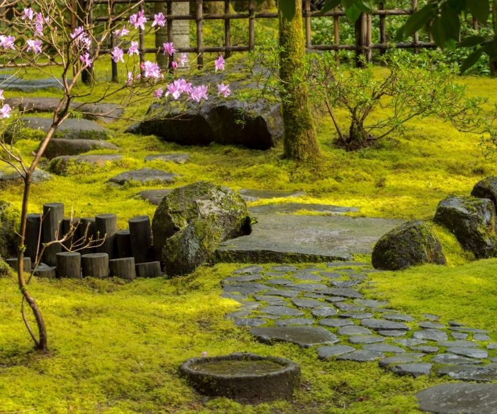 plants for japanese gardens plants for japanese gardens