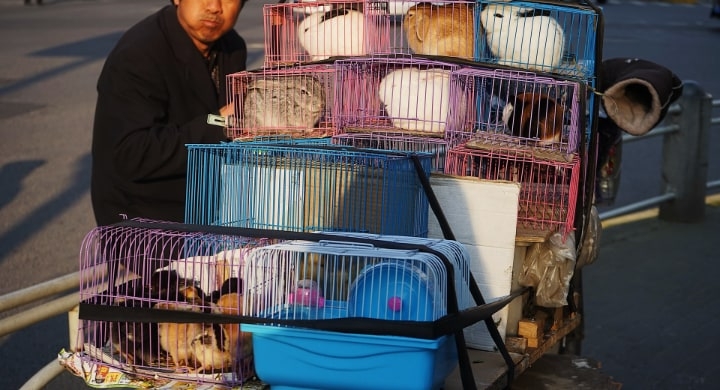 plastic rabbit cages plastic rabbit cages