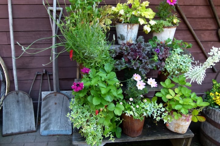 potted garden plants potted garden plants