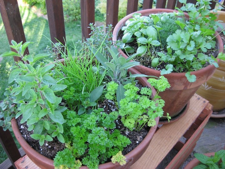 potted herb garden potted herb garden