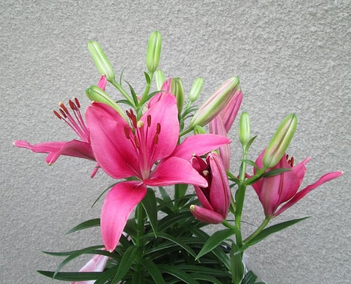 potted lily fowers potted lily fowers