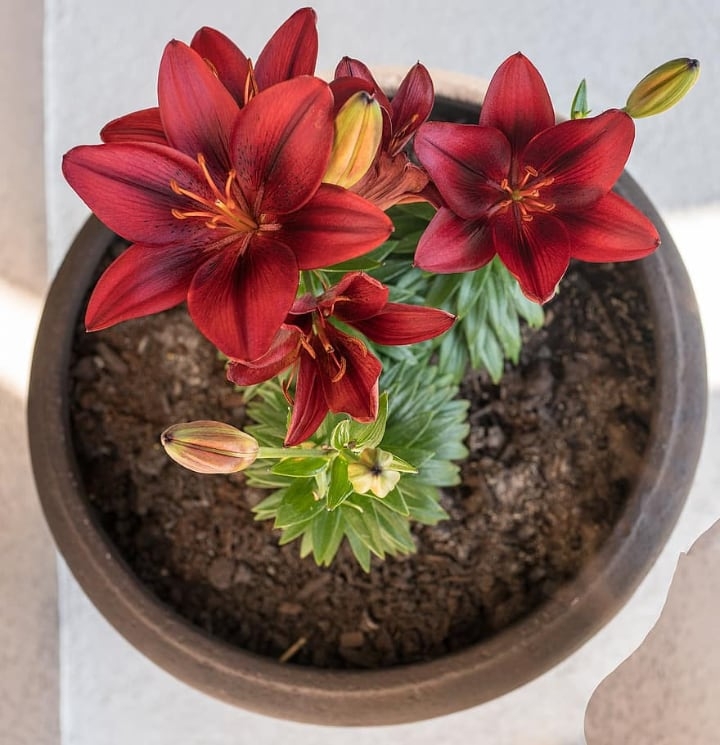 potted red lily flowers potted red lily flowers