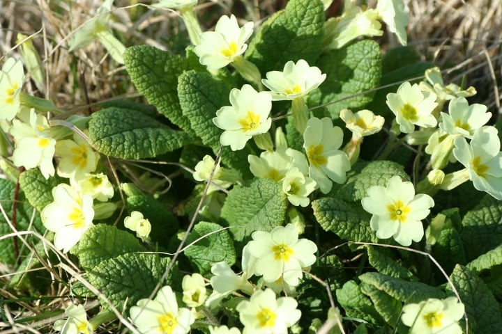 primula vulgaris english primrose flowering shade plant primula vulgaris english primrose flowering shade plant