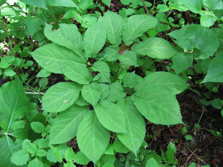 prong panax american ginseng prong panax american ginseng