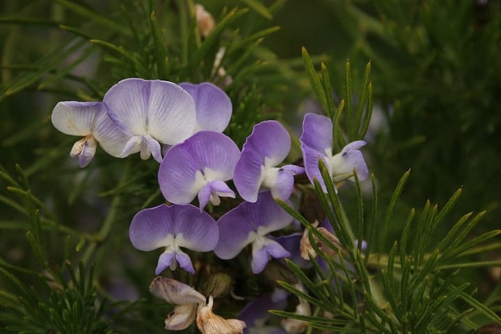 psoralea pinnata african surf pea shade loving shrubs psoralea pinnata african surf pea shade loving shrubs