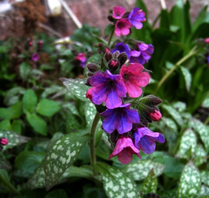 pulmonaria officinalis flowering shade plant pulmonaria officinalis flowering shade plant