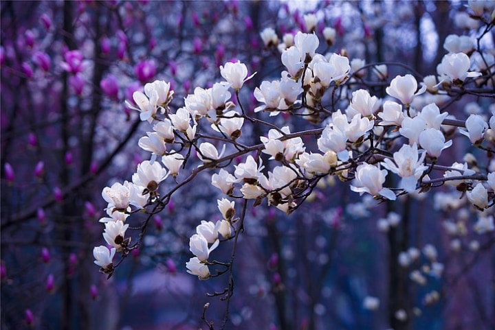 purple and white magnolia trees purple and white magnolia trees