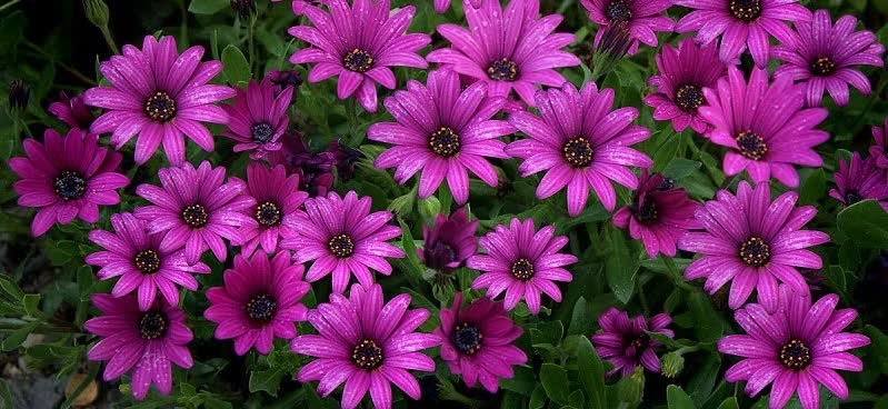 purple daisies purple daisies