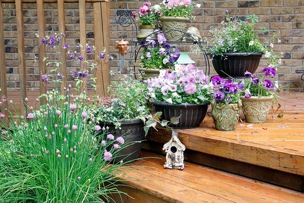 Purple Garden Purple Garden