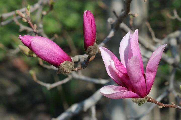purple lily magnolia tree purple lily magnolia tree