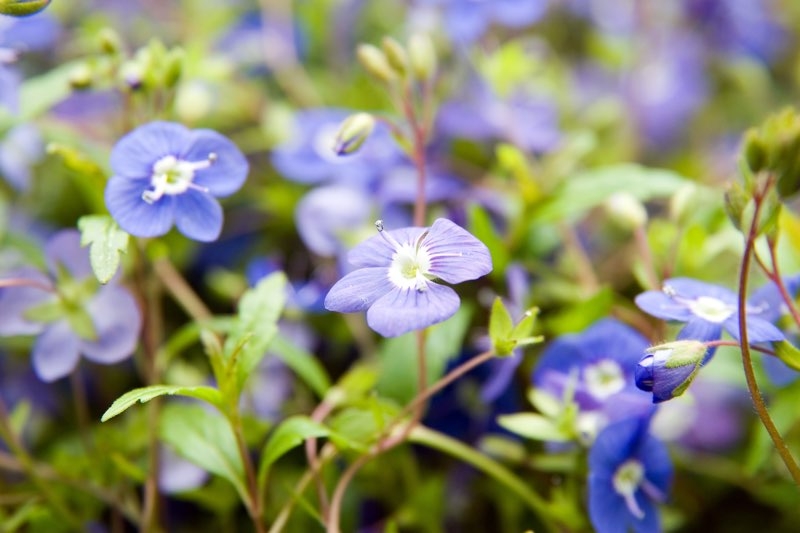purple perennials purple perennials