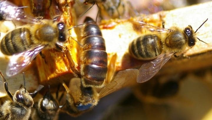 The Bee Queen Guide Meet The Fascinating Queen Of Bees Foter