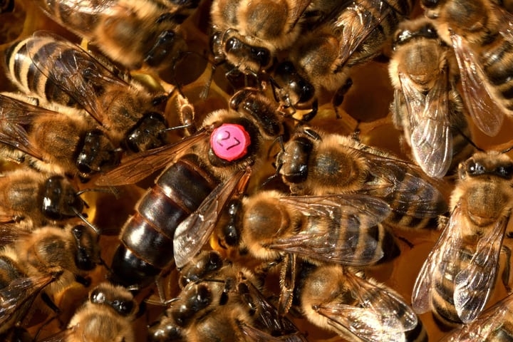 queen bee and worker bees