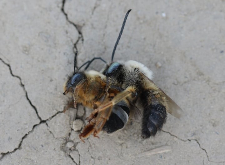 The Bee Queen Guide Meet The Fascinating Queen Of Bees Foter