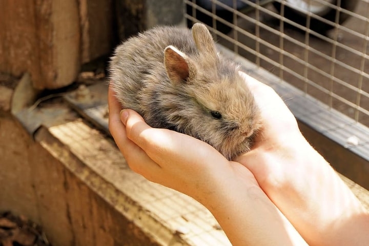 rabbit cage faqs rabbit cage faqs