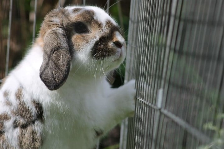 rabbit cage in direct sunlight rabbit cage in direct sunlight