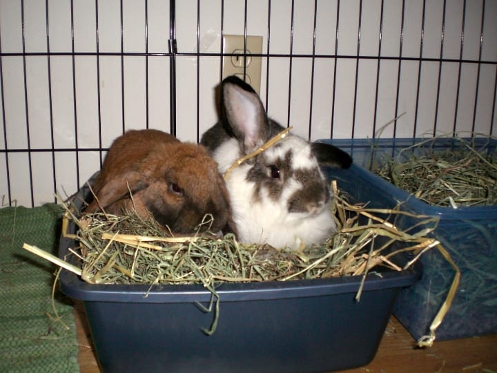 rabbit cage litter boxes rabbit cage litter boxes