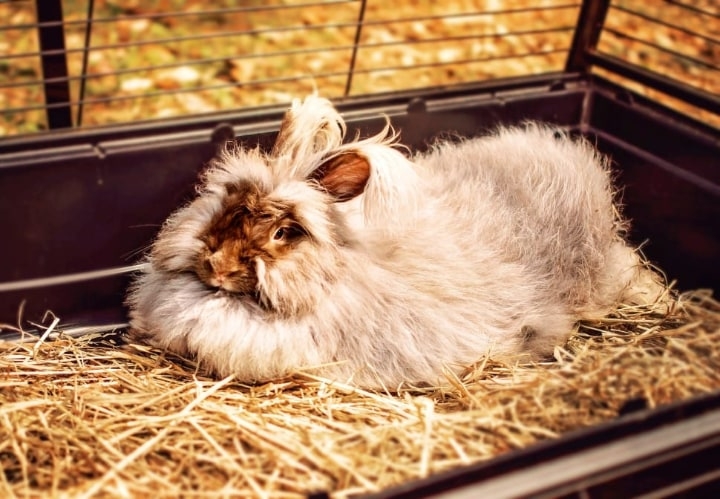rabbit cage with detachable bottom rabbit cage with detachable bottom