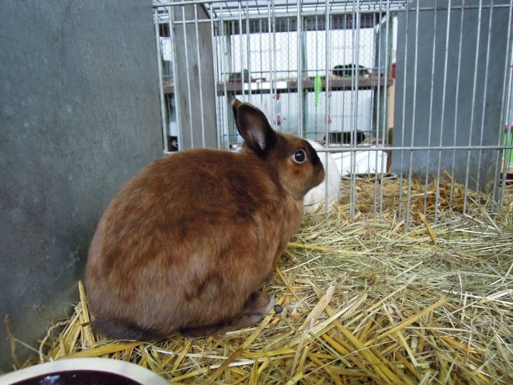 rabbit cage with hay rabbit cage with hay