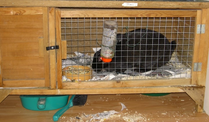 rabbit eating inside a hutch rabbit eating inside a hutch