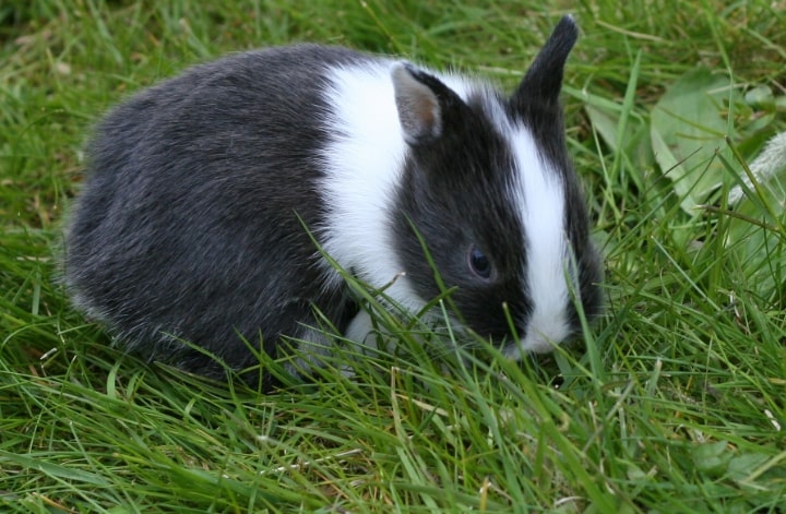 rabbit exploring the garden rabbit exploring the garden