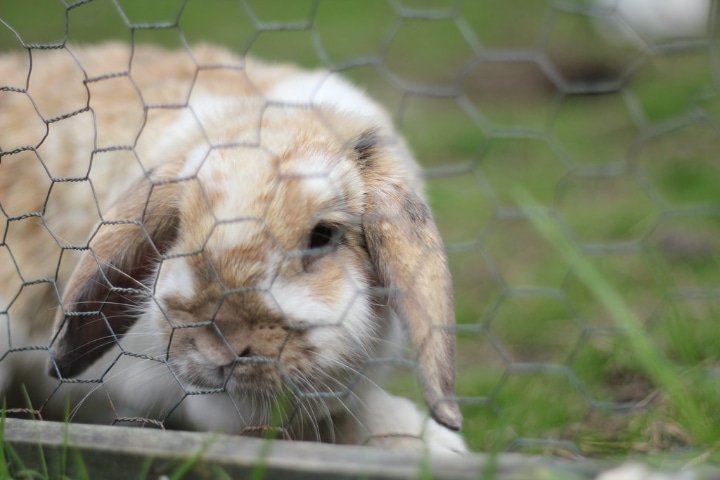 rabbit in a diy outdoor pen away from chewing garden plants and flowers rabbit in a diy outdoor pen away from chewing garden plants and flowers
