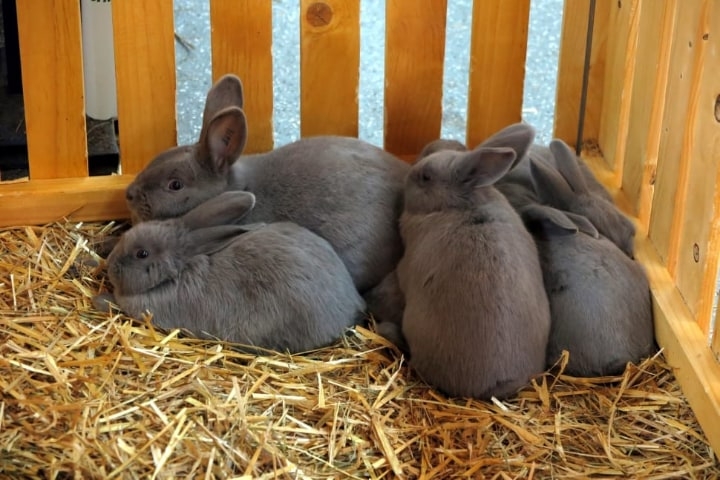 rabbit litter rabbit litter