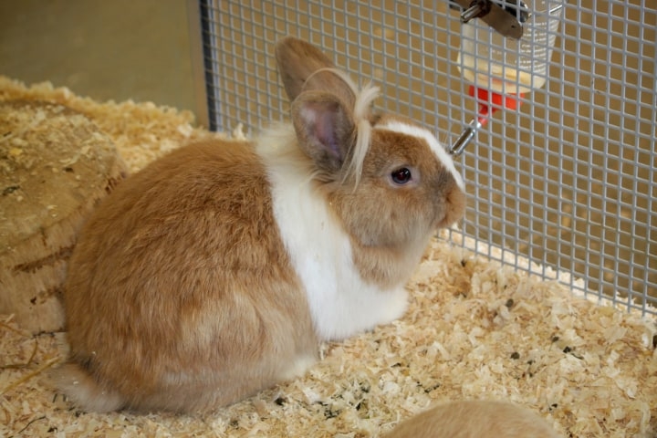 rabbit sipper rabbit sipper