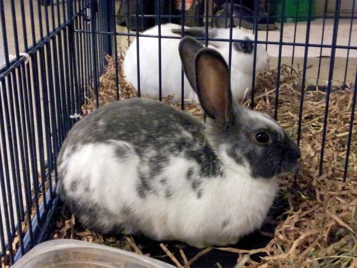rabbits separated by a cage to control population growth rabbits separated by a cage to control population growth