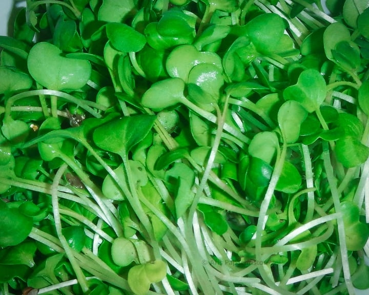 radish microgreens radish microgreens