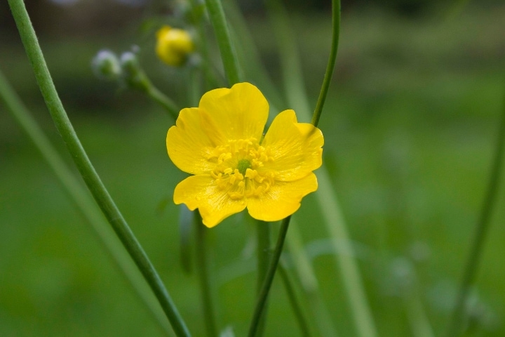 ranunculus acris meadow buttercup ranunculus acris meadow buttercup