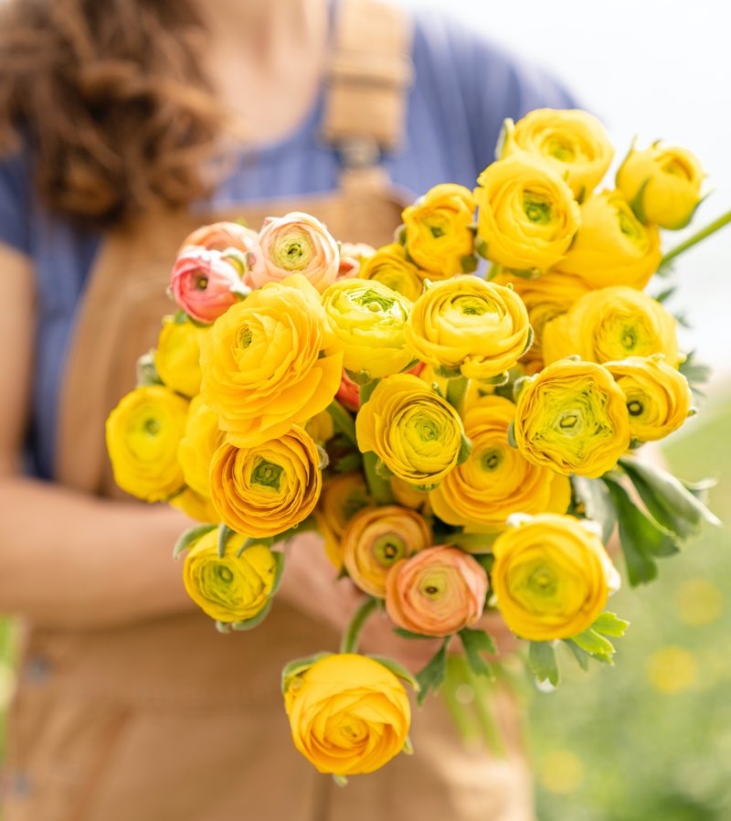 ranunculus bouquet ranunculus bouquet