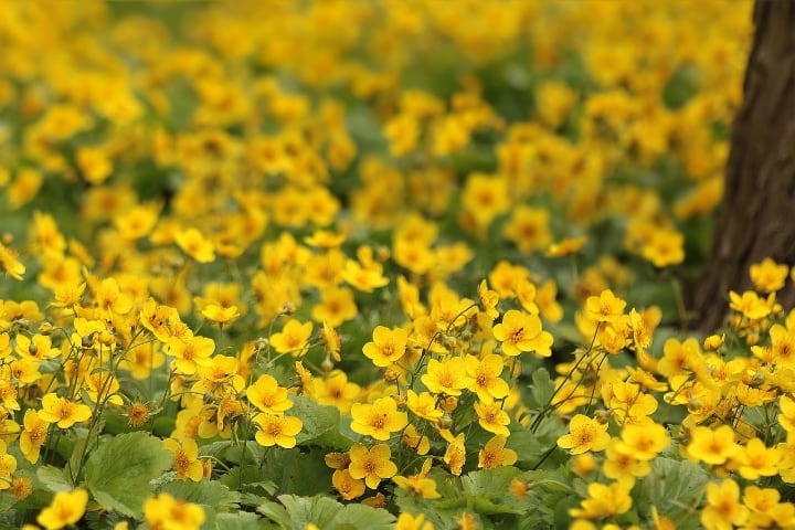 ranusnculus meadow ranusnculus meadow