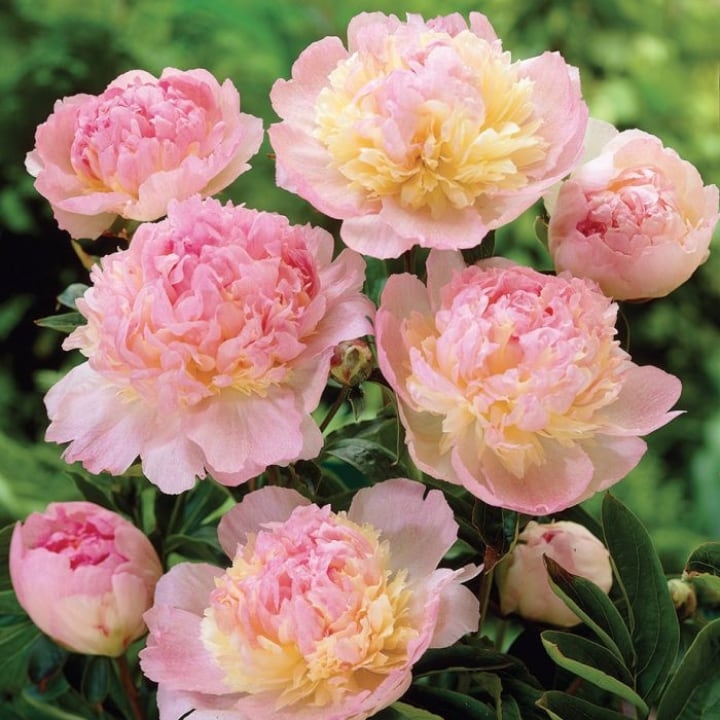 raspberry sundae peony raspberry sundae peony